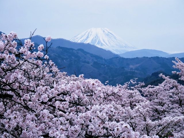 ふるさと納税返礼品で、山梨を堪能しよう！