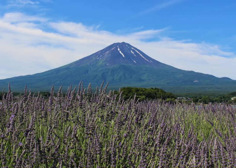 河口湖のラベンダー畑の概要