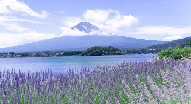 河口湖のラベンダーを鑑賞して癒されよう